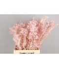 Ruscus 70 cm la botte Light Pink