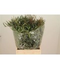 Eucalyptus Nicolii 70 CM 300 G