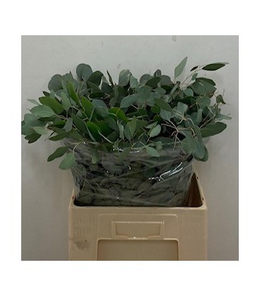 Eucalyptus Populus