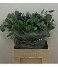 Eucalyptus Populus