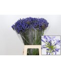 Agapanthe Bleue
