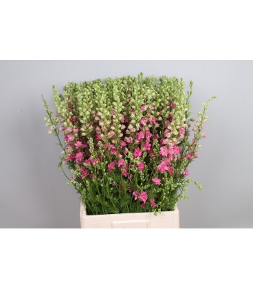Pied d' alouette 70 cm ROSE
