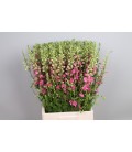 Pied d' alouette 100 cm ROSE