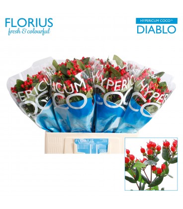 Hypericum coco diablo 60 cm