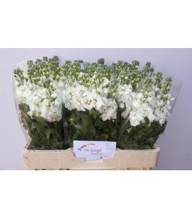 Giroflée centum  Blanche 55 cm