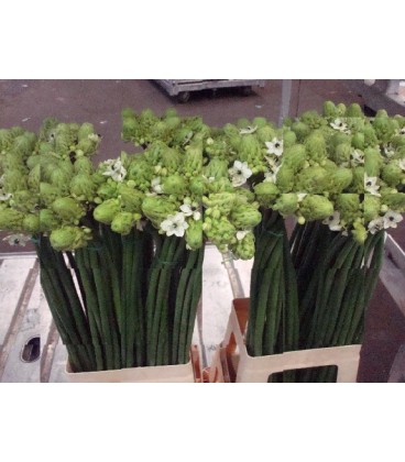 Ornithogalum