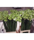 Ornithogalum