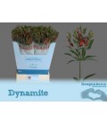 Alstromeria Flor dynamite