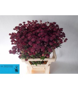 Astransia Red Joyce 60 cm