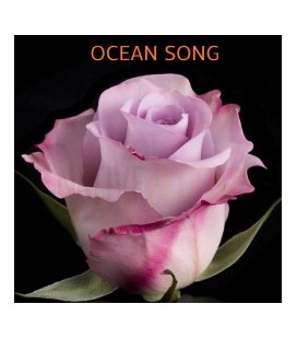 Rose EquateurOcean song 50 cm
