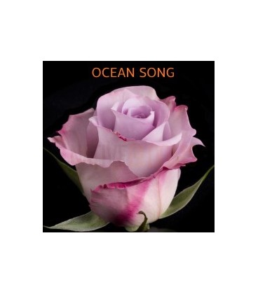 Rose EquateurOcean sog 50 cm