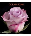 Rose EquateurOcean song 50 cm