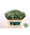 Chardon Sirius Qstar 60 cm