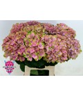 Hortensia Amethyst 60 cm Lilac