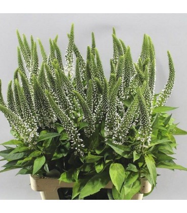 Lysimakia Abraham 70 cm