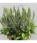 Lysimakia Abraham 70 cm