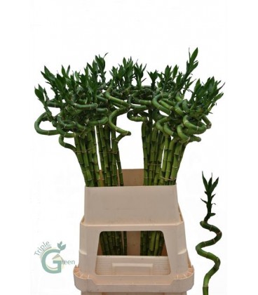 Lucky bamboo 100 cm