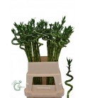 Lucky bamboo  90 cm