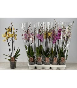  Phalaeno pot de 12 H 65 cm 3 branc