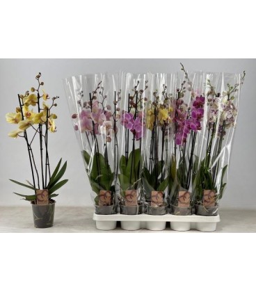 Phalaeno pot de 12 H65 cm 3 branche