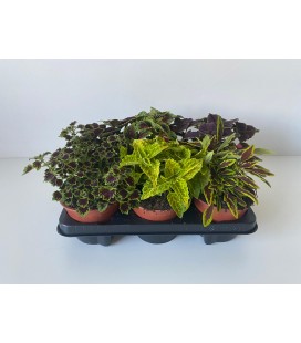Coleus mix Ø 13