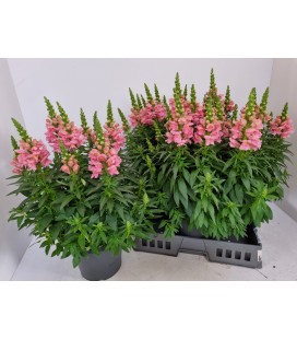 Muflier rose pot de 23