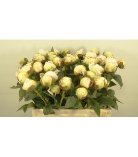 Pivoine Elsa sass 55 cm