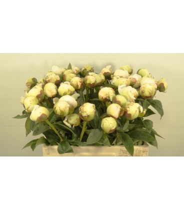 Pivoine Elsa sass 50 cm