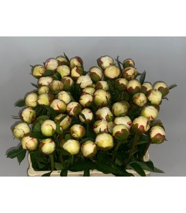 Pivoine Mary Nicholls 60 cm