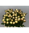 Pivoine Mary Nicholls 60 cm