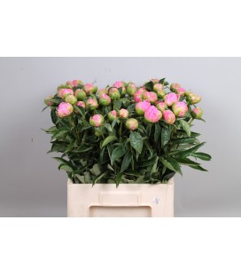 Pivoine Jacorma 60 cm