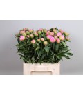 Pivoine Jacorma 60 cm