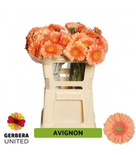 Gerbera Avignon 