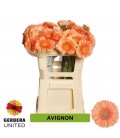 Gerbera Avignon