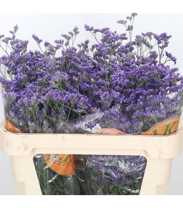 Limonium Kansas Blue 70 cm