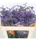 Limonium Kansas Blue 80 cm