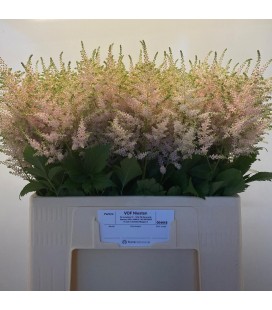 Astilbe Europa 45 cm