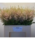 Astilbe europa 45 cm