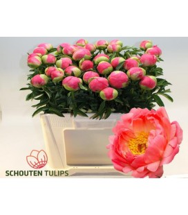Pivoine Coral Sunset 65 cm