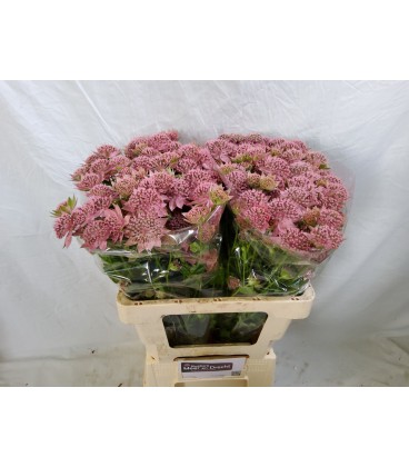 Astransia Rosea 55 cm