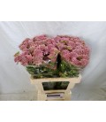 Astransia Rosea 55 cm