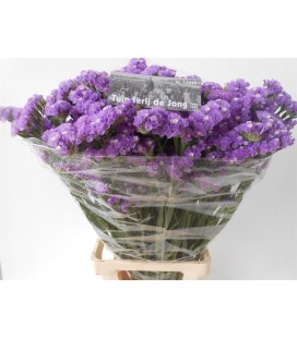 Statice Happy Wings 75 cm