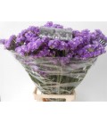 Statice Happy Wings 80 cm
