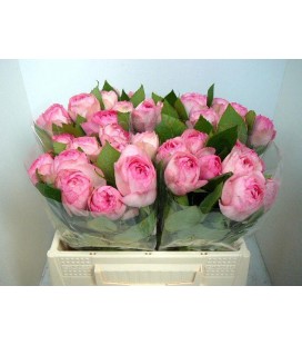 Rose Branchue Biedermeier 40 cm