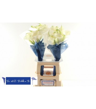 Calla Captain Ventura 70 Cm