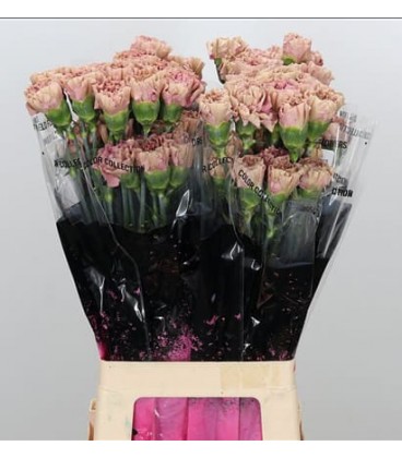 Oeillet Babylon 65 cm