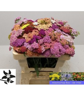 Achillée mix 70 cm