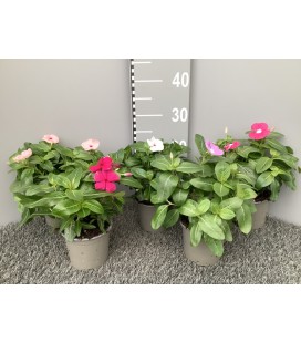 Vinca mix pot de 12