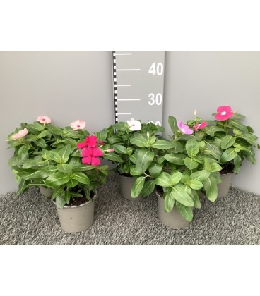 Vinca mix pot de 12