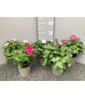 Vinca mix pot de 12